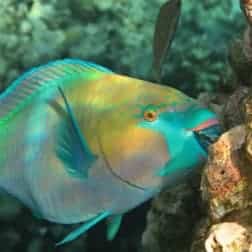 dataMares on X: #dataMaresPresents Parrotfishes These herbivorous