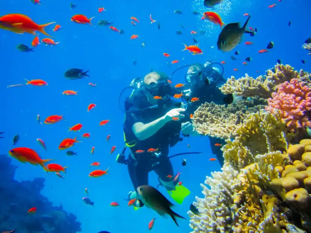 Two People Diving near corals Dive Coral Reefs