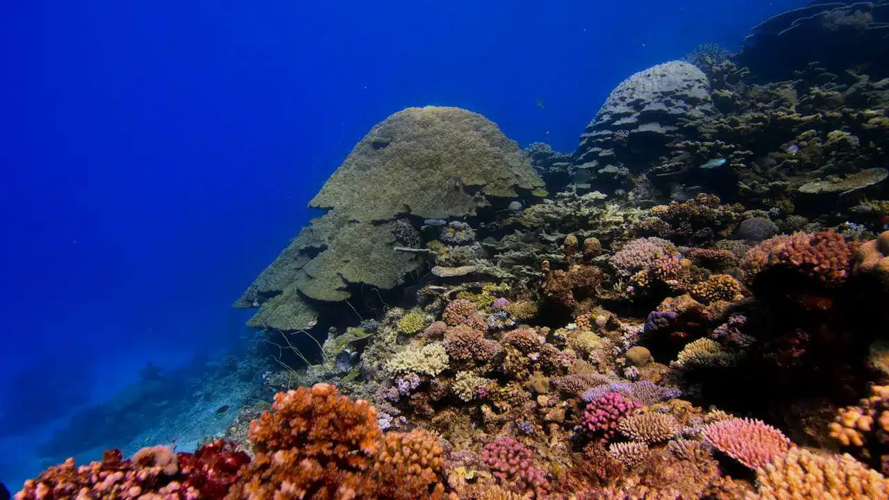 Indo-Pacific Coral Reefs | Coral Reef Information
